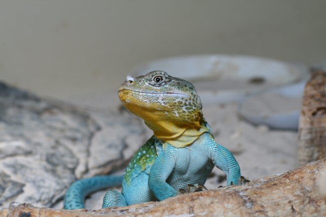 Crotaphytus collaris blue male