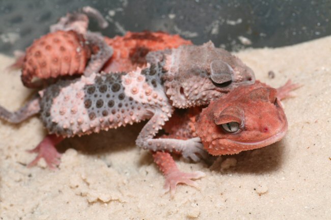 Nephrurus wheeleri acouplement