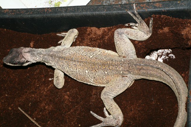 Hydrosaurus pustulatus