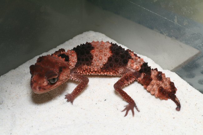 Nephrurus wheeleri 