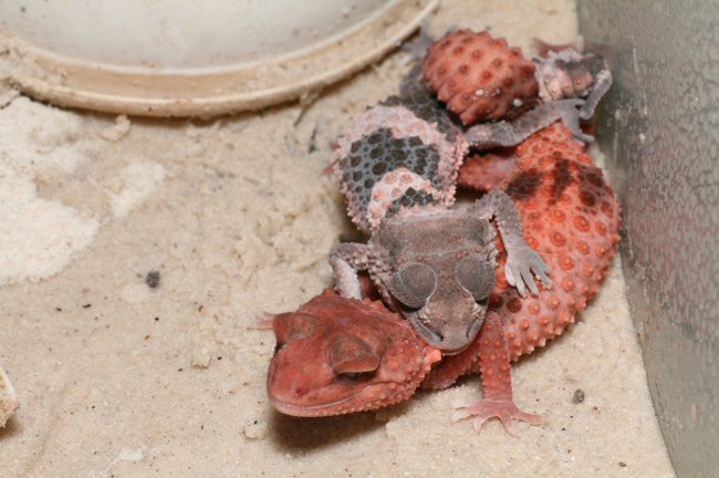 Nephrurus accouplement