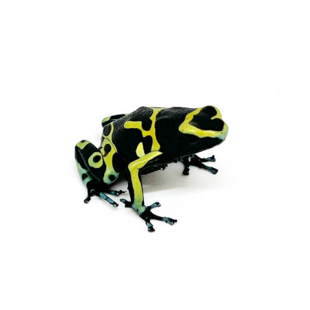 Kit Repashy pour dendrobates 