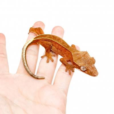 Correlophus ciliatus "Red...