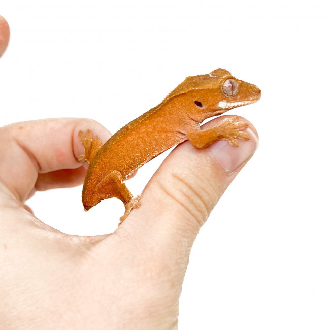 Correlophus ciliatus TAIL LESS 