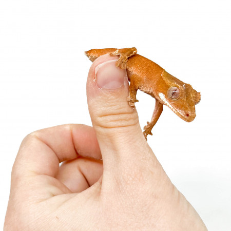 Correlophus ciliatus TAIL LESS "Red" - Gecko à crête