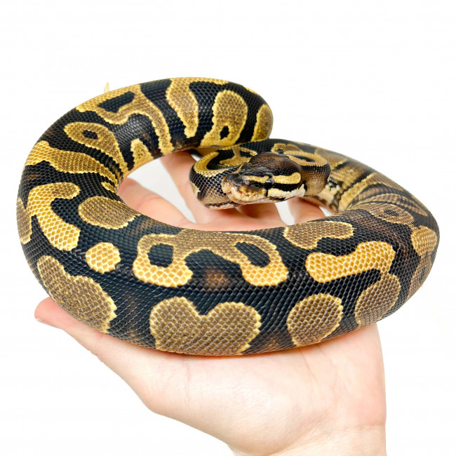 Python regius 