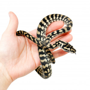 Morelia spilota harrisoni -...