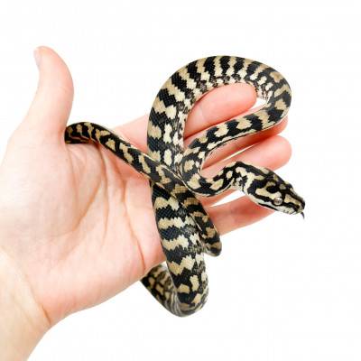 Morelia spilota harrisoni -...