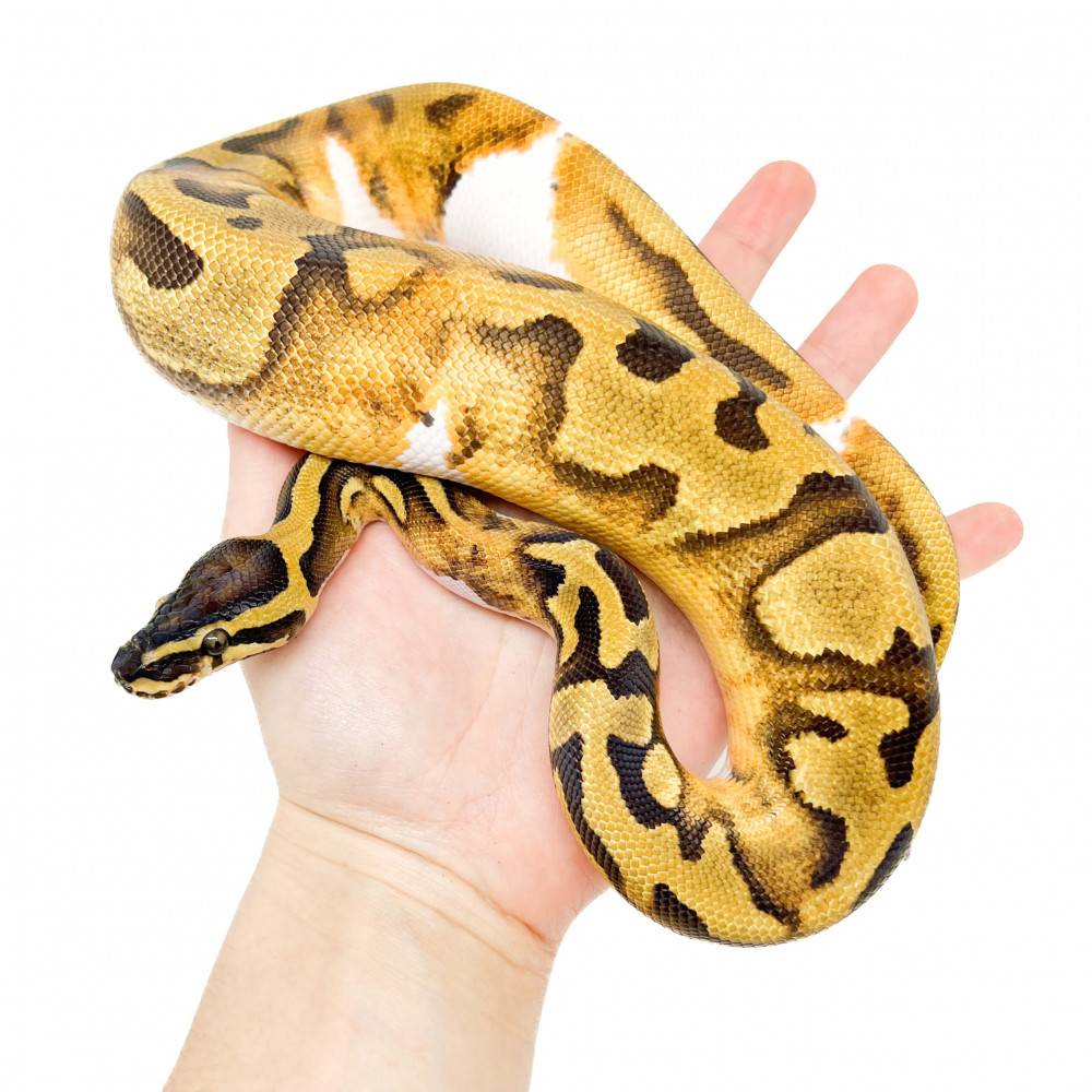 Python regius "Enchi Piebald" - Python royal Python regius "Enchi Piebald" - Python royal