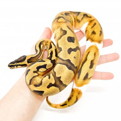 Python regius "Enchi...