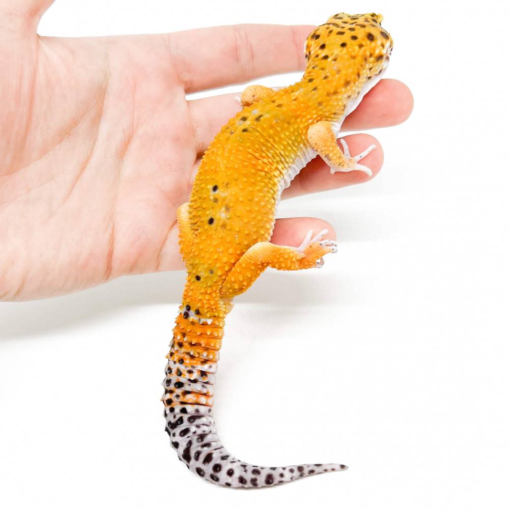 Eublepharis macularius "Hypo tangerine Mandarin" Gecko léopard