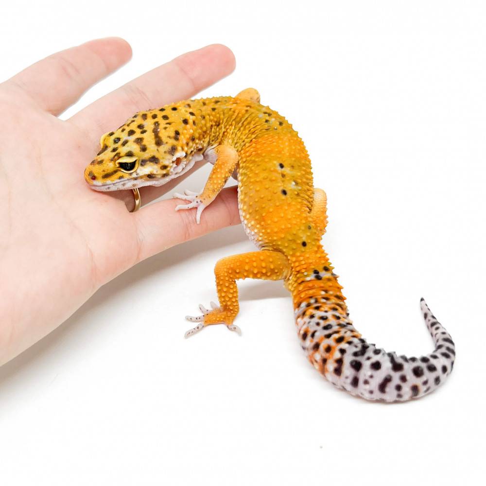 Eublepharis macularius "Hypo tangerine Mandarin" - Gecko léopard Eublepharis macularius "Hypo tangerine Mandarin" - Gecko léopard