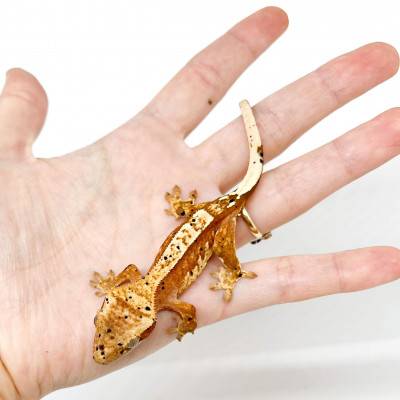 Correlophus ciliatus "Harlequin Super Dalmatien" - Gecko à crête