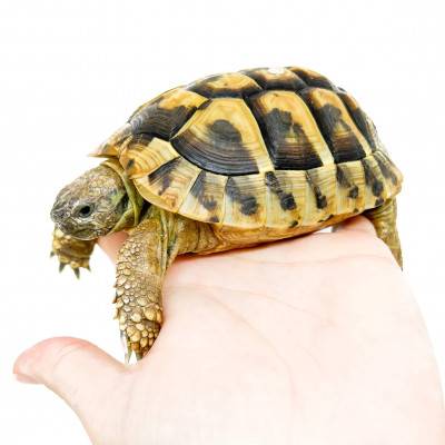 Testudo hermanni boettgeri...