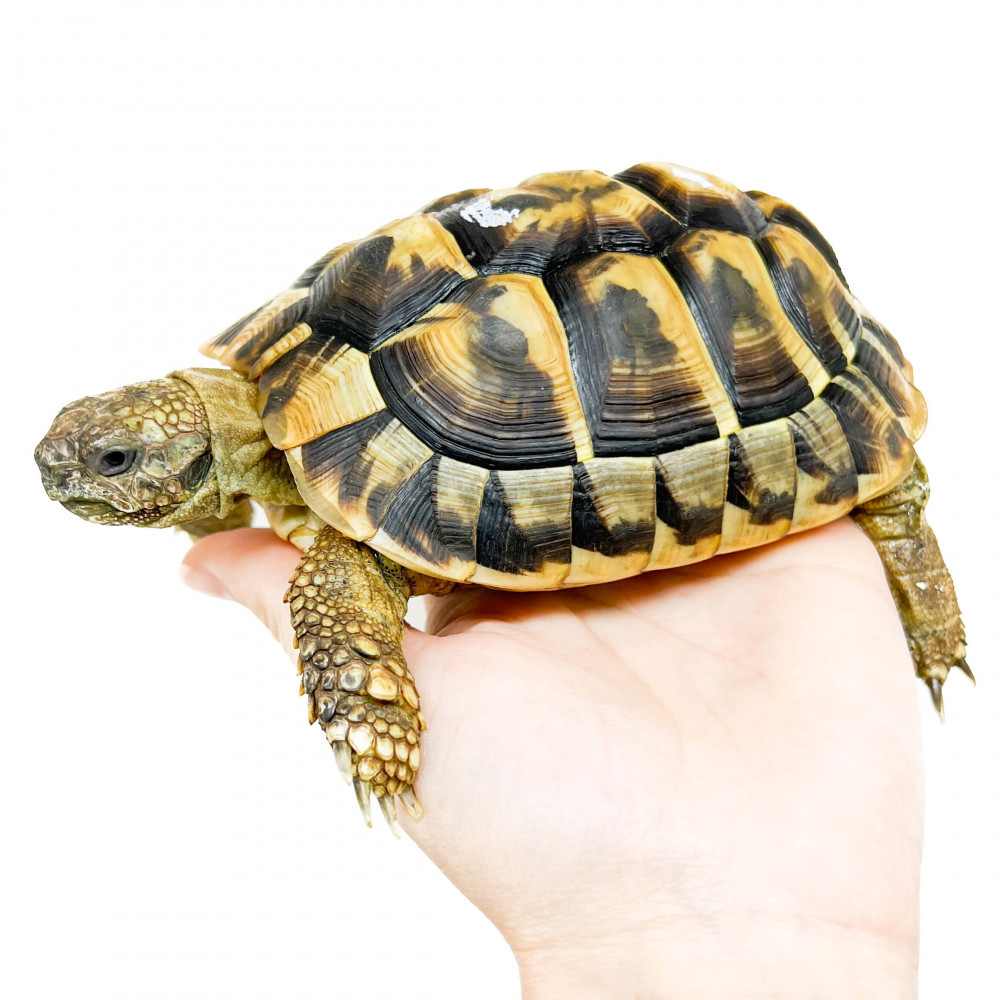 Enclos pour tortues terrestres, Trixie - Bebesaurus