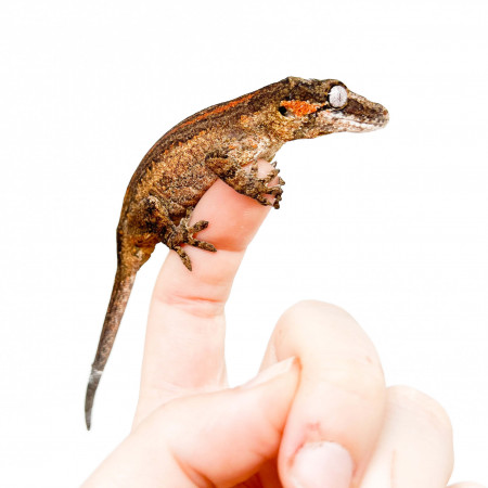 Rhacodactylus auriculatus "Dark Red Stripe" - Gecko gargouille