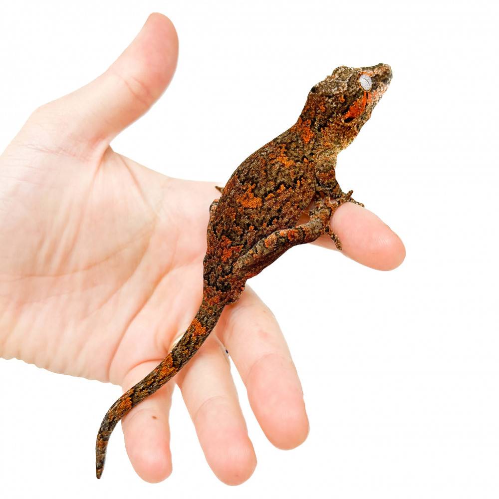 Rhacodactylus auriculatus "Red Marble" - Gecko gargouille