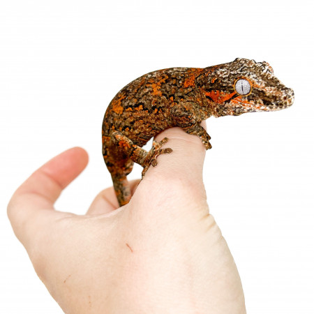 Rhacodactylus auriculatus "Red Marble" - Gecko gargouille