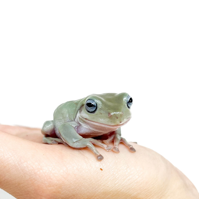 Litoria (Dryopsophus) caerulea "Blue eyes" de White — free download