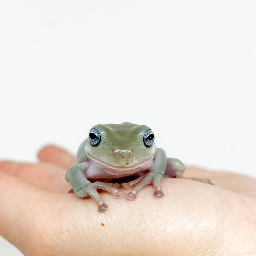 Litoria (Dryopsophus) caerulea "Blue eyes" de White — free download