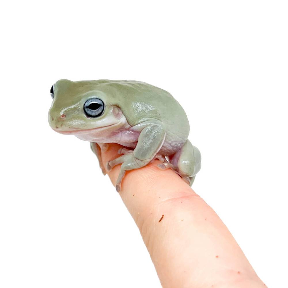 Litoria (Dryopsophus) caerulea "Blue eyes" de White — free download