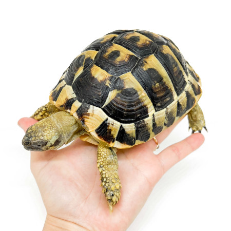 Enclos pour tortues terrestres, Trixie - Bebesaurus