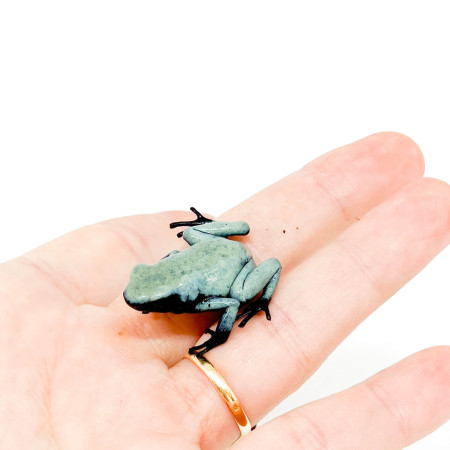 Adelphobates galactonotus "Blue" - Dendrobates galactonotus