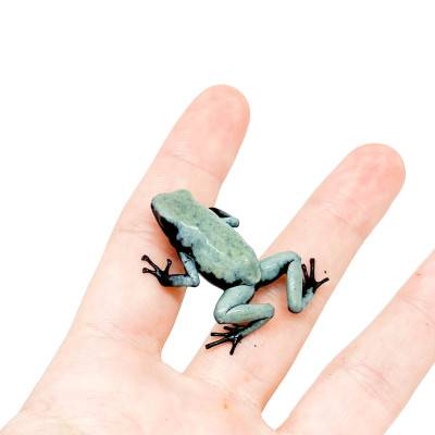 Adelphobates galactonotus "Blue" - Dendrobates galactonotus