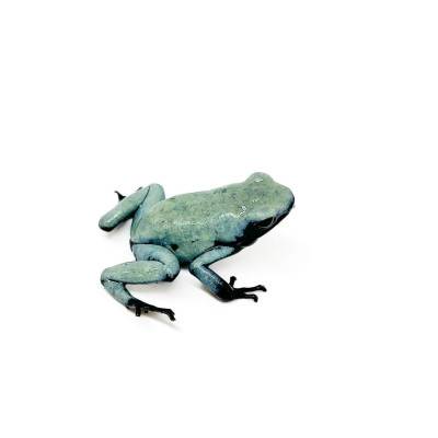 Adelphobates galactonotus "Blue" - Dendrobates galactonotus