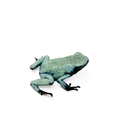 Adelphobates galactonotus "Blue" - Dendrobates galactonotus