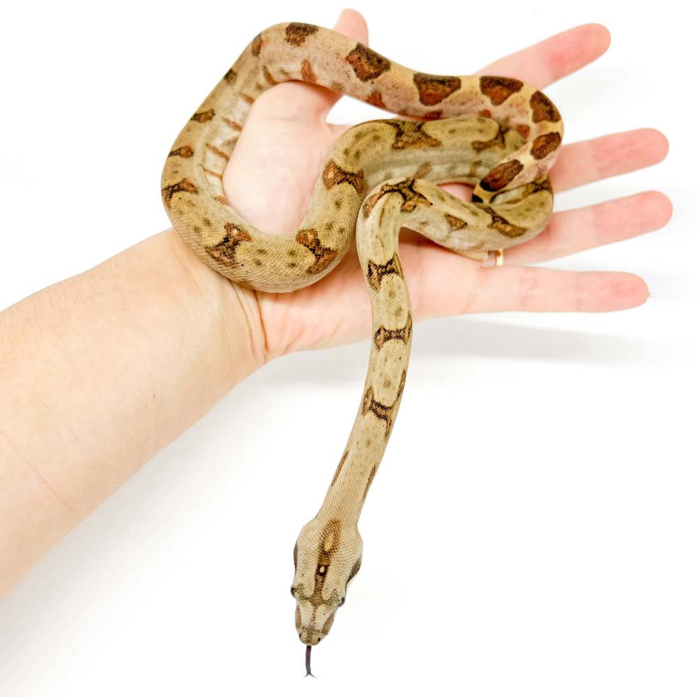 Boa constrictor sabogae - Boa de Pearl Island