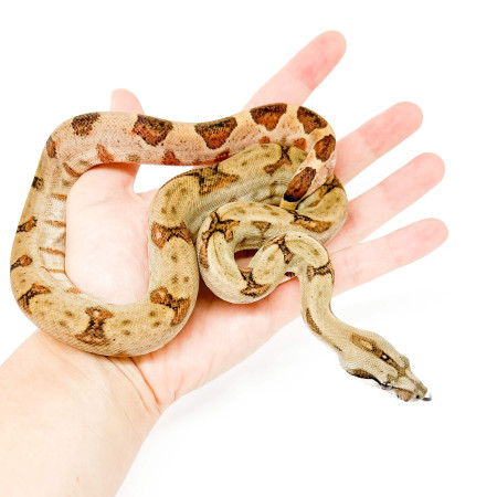 Boa constrictor sabogae - Boa de Pearl Island