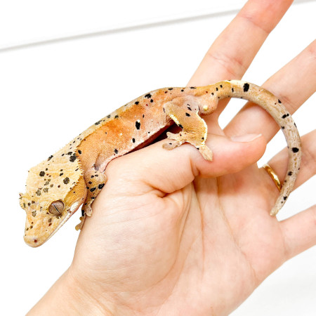 Correlophus ciliatus "Super dalmatien" - Gecko à crête