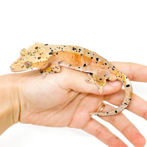 Correlophus ciliatus "Super...