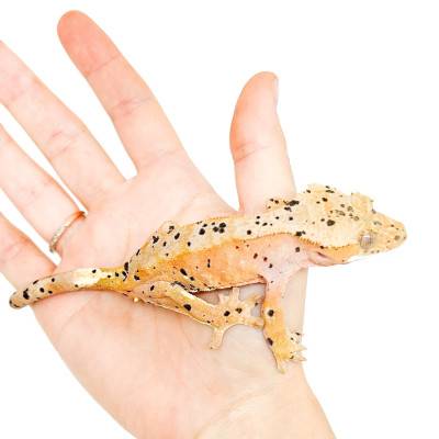 Correlophus ciliatus "Super dalmatien" - Gecko à crête