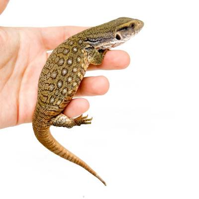 Varanus exanthematicus -...