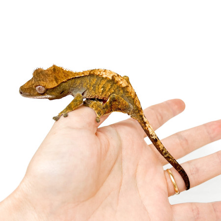Correlophus ciliatus "Tiger" JEUNE- Gecko à crête