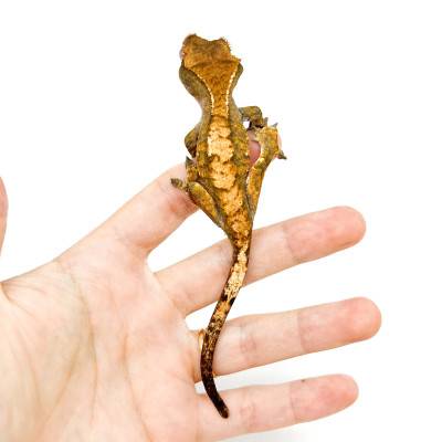 Correlophus ciliatus "Tiger" JEUNE- Gecko à crête