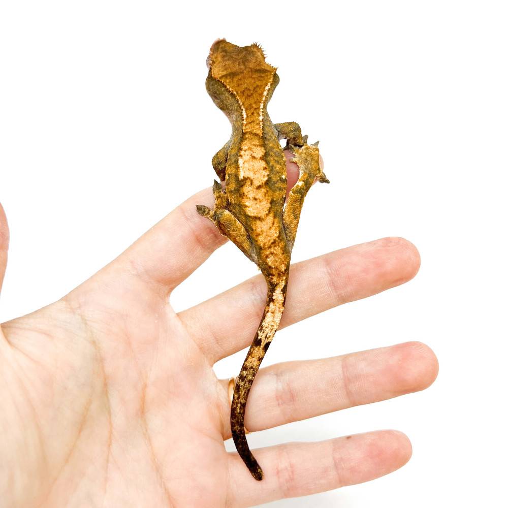 Correlophus ciliatus "Tiger" JEUNE- Gecko à crête Correlophus ciliatus "Tiger" JEUNE- Gecko à crête