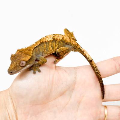 Correlophus ciliatus "Tiger" JEUNE- Gecko à crête