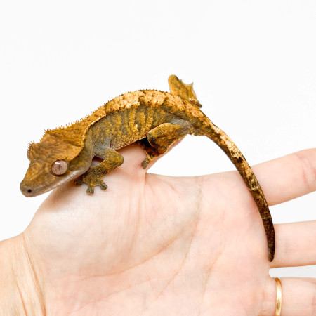 Correlophus ciliatus "Tiger" JEUNE- Gecko à crête