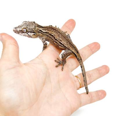 Rhacodactylus auriculatus "Silver Stripe" - Gecko gargouille