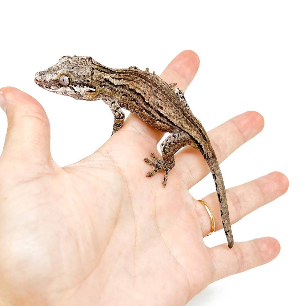 Rhacodactylus auriculatus "Silver Stripe" - Gecko gargouille