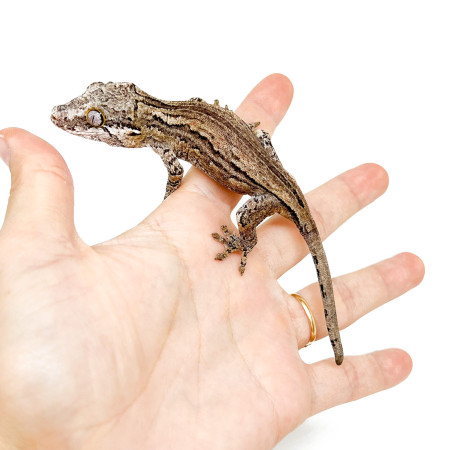Rhacodactylus auriculatus "Silver Stripe" - Gecko gargouille
