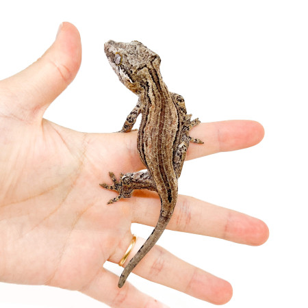 Rhacodactylus auriculatus "Silver Stripe" - Gecko gargouille