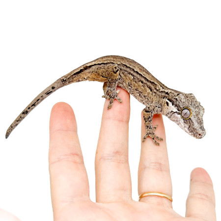 Rhacodactylus auriculatus "Silver Stripe" - Gecko gargouille