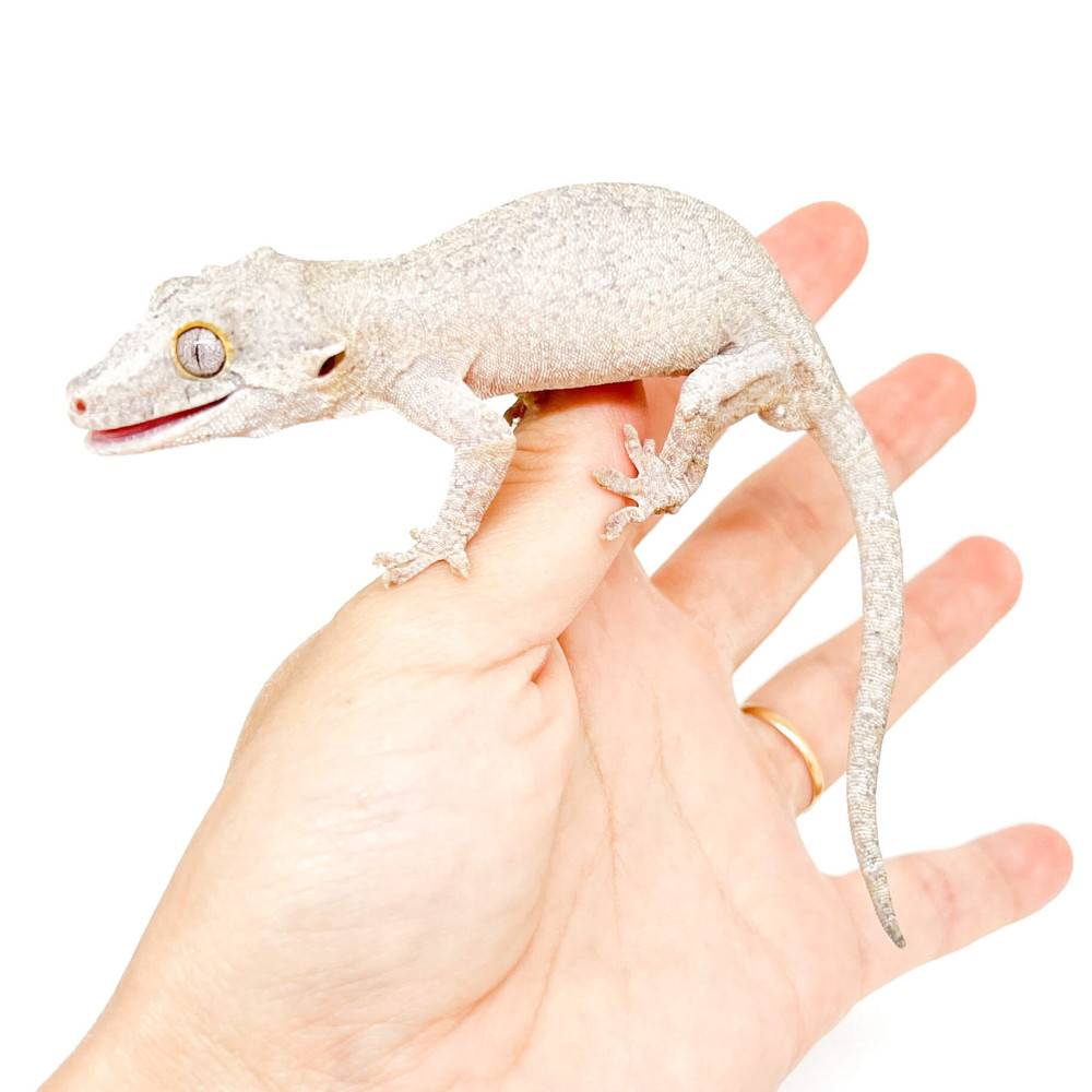 Rhacodactylus auriculatus "White Marble" - Gecko gargouille