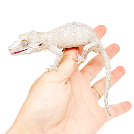 Rhacodactylus auriculatus "White Marble" - Gecko gargouille
