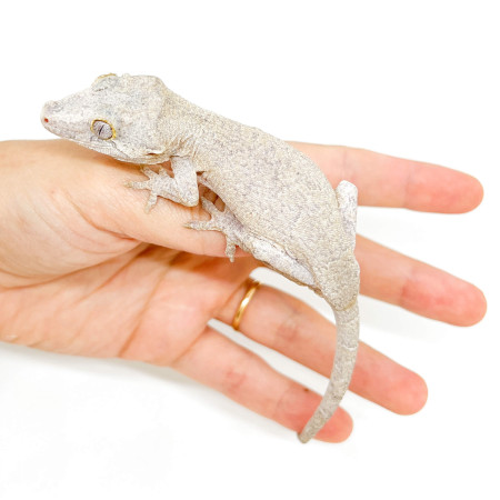 Rhacodactylus auriculatus "White Marble" - Gecko gargouille
