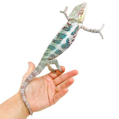 Furcifer pardalis "Nosy Faly" - Caméléon panthère